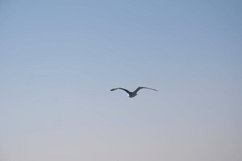 Bird Strike Safety: Essential Tips for Worry-Free Air Travel