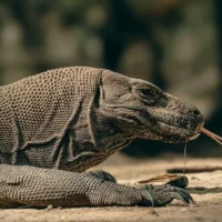 How Komodo Dragons Hunt Fast Prey Like Deer: Ambush Tactics, Venom, and Surprising Speed Revealed