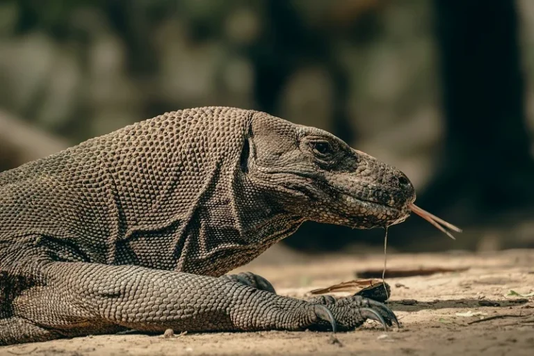 How Komodo Dragons Hunt Fast Prey Like Deer: Ambush Tactics, Venom, and Surprising Speed Revealed