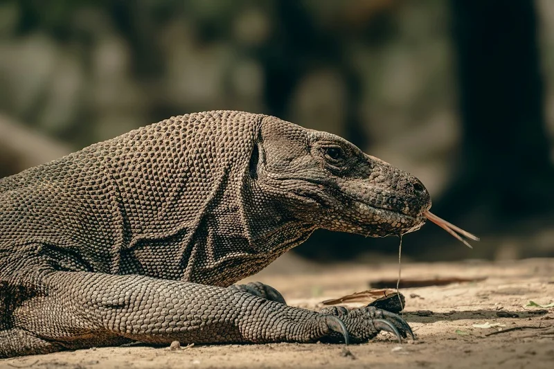 How Komodo Dragons Hunt Fast Prey Like Deer: Ambush Tactics, Venom, and Surprising Speed Revealed