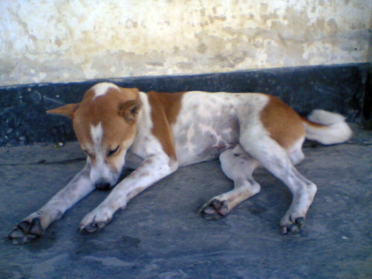 The Unbreakable Bond: Remembering Tommy, the Dog Who Loved Beyond Measure