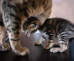 Why Do Cats Move Their Kittens