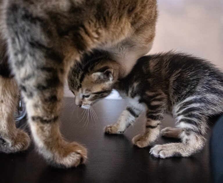 Why Do Cats Move Their Kittens