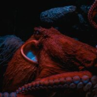 Fascinating Octopus Facts: 3 Hearts, Blue Blood, Super Smarts