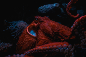 Fascinating Octopus Facts: 3 Hearts, Blue Blood, Super Smarts