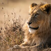 25 Mind-Blowing Facts About Lions: Surprising Biology, Behaviors, and Conservation Secrets 1 25 Mind-Blowing Facts About Lions: Surprising Biology, Behaviors, and Conservation Secrets