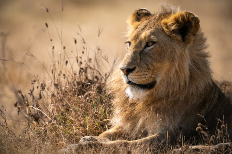 25 Mind-Blowing Facts About Lions: Surprising Biology, Behaviors, and Conservation Secrets