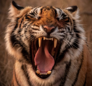 Tiger Bite Force: How Hard Can They Bite?