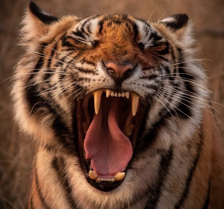 Tiger Bite Force: How Hard Tigers Bite and How It Compares