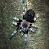 Black Widow Spider Bite: Essential Guide to Symptoms, Immediate Treatment, and Proven Prevention Strategies