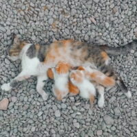 Feline Litter Sizes Revealed: Expert Guide to How Many Kittens a Mother Cat Can Have and Maximizing Kitten Survival Rates