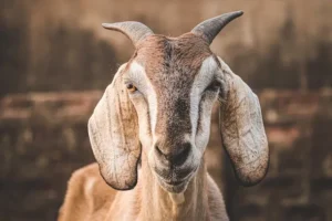 Why goats have those freaky eyes