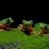 2025’s Ultimate Guide: The World’s 15 Smallest Animals—From Tiny Mammals to Micro Frogs & Rare Species 1 2025’s Ultimate Guide: The World’s 15 Smallest Animals—From Tiny Mammals to Micro Frogs & Rare Species