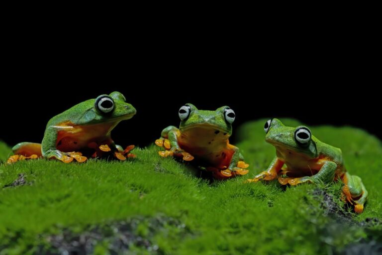 2025’s Ultimate Guide: The World’s 15 Smallest Animals—From Tiny Mammals to Micro Frogs & Rare Species
