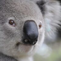 Why Australia Lacks Large Predators: Megafauna Extinction and Unique Wildlife Dynamics