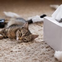 Cat Allergies Explained: Causes, Symptoms, Effective Treatments, and Proven Ways to Reduce Exposure