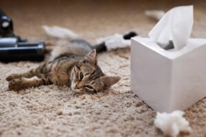 Cat Allergies Explained: Causes, Symptoms, Effective Treatments, and Proven Ways to Reduce Exposure