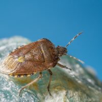 Bedbugs 2025: Complete Guide to Symptoms, How Infestations Spread, and Effective Prevention