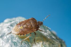 Bedbugs 2025: Complete Guide to Symptoms, How Infestations Spread, and Effective Prevention