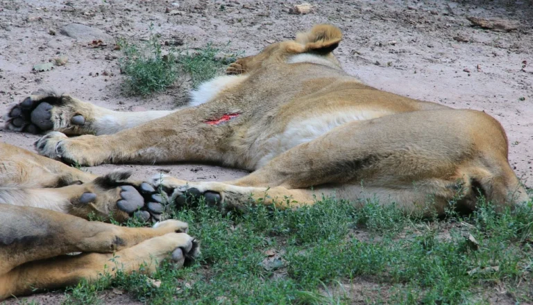 What happens to the lion who loses a fight in the wild?