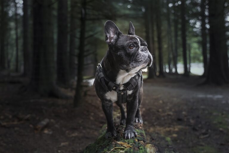 French Bulldog Care Guide 2025: Complete Health, Training & Cost Breakdown