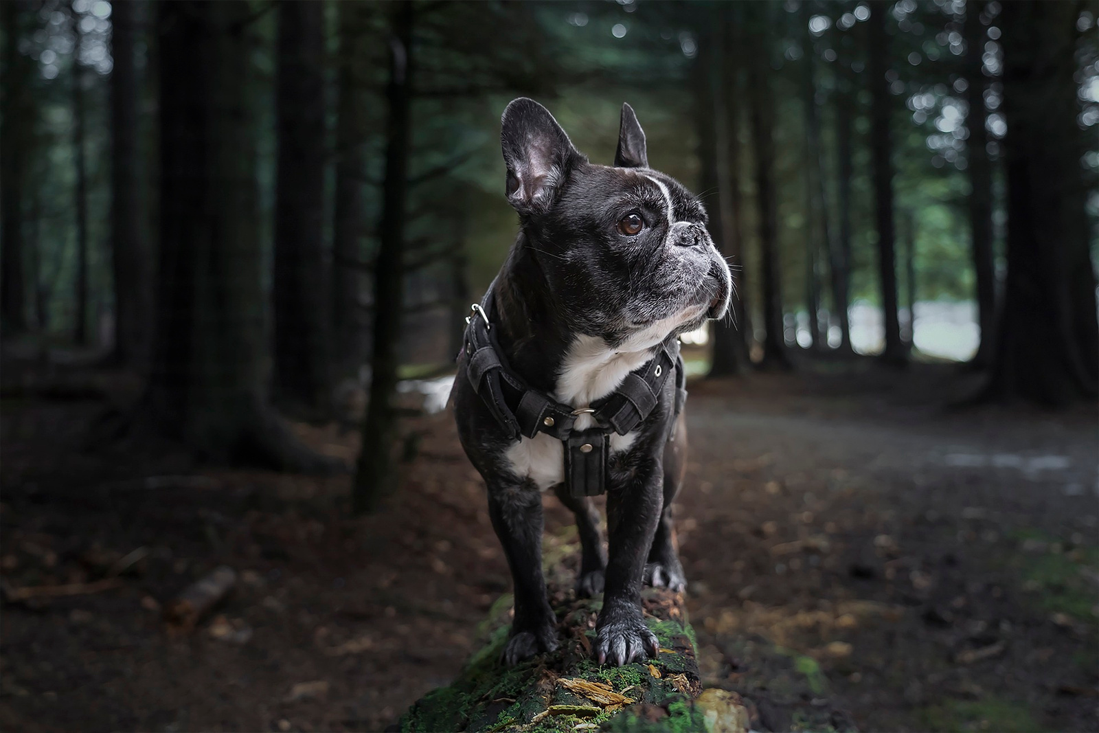 Feature image French Bulldogs