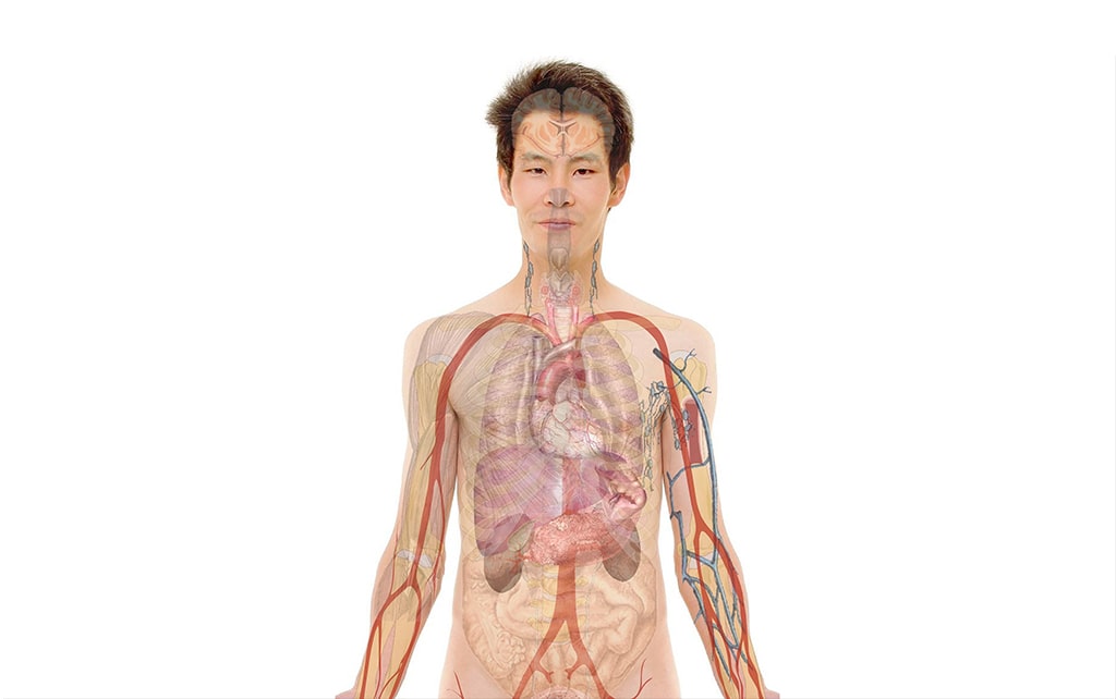 Organs on the Left Side of the Body