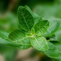 Proven Health Benefits of Ashwagandha