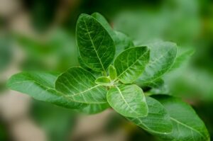 Proven Health Benefits of Ashwagandha