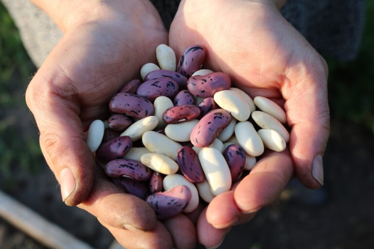 What Are Legumes? Types, Health Benefits, Nutrition Facts