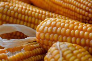Is Corn Keto?
