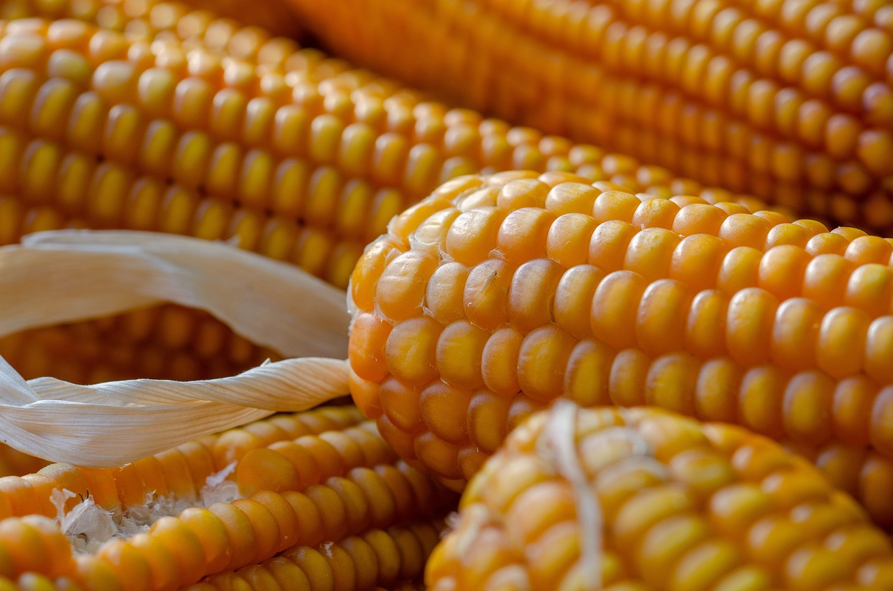 Feature image Is Corn Keto?