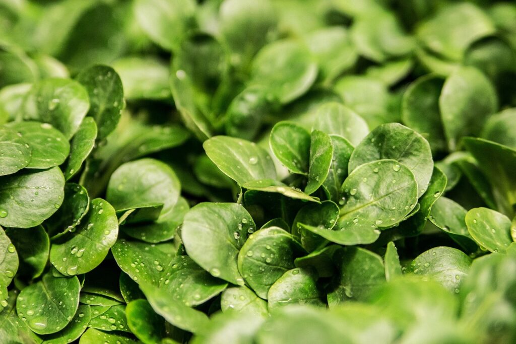The 12 Best Low-Carb Vegetables to Fuel Your Keto Journey