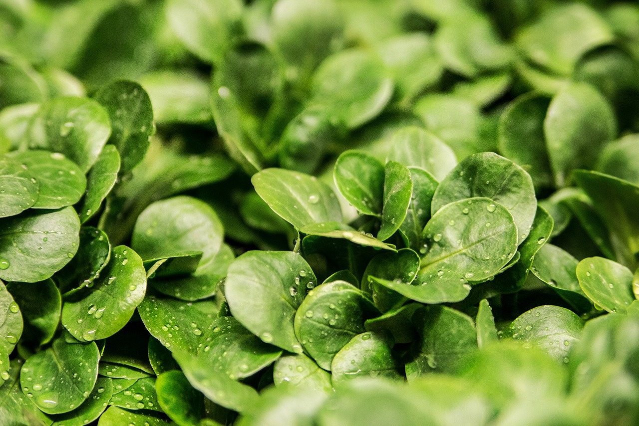 Feature image The 12 Best Low-Carb Vegetables to Fuel Your Keto Journey