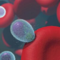 Revolutionary Malaria Vaccine Breakthrough: Nature's Own Delivery System