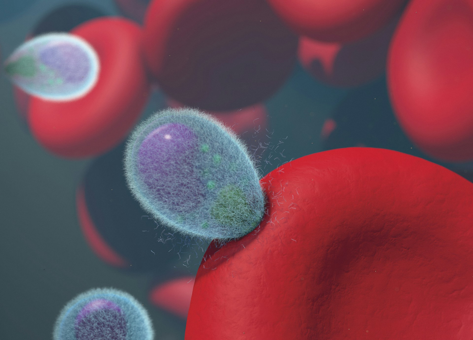 Feature image Revolutionary Malaria Vaccine Breakthrough: Nature's Own Delivery System