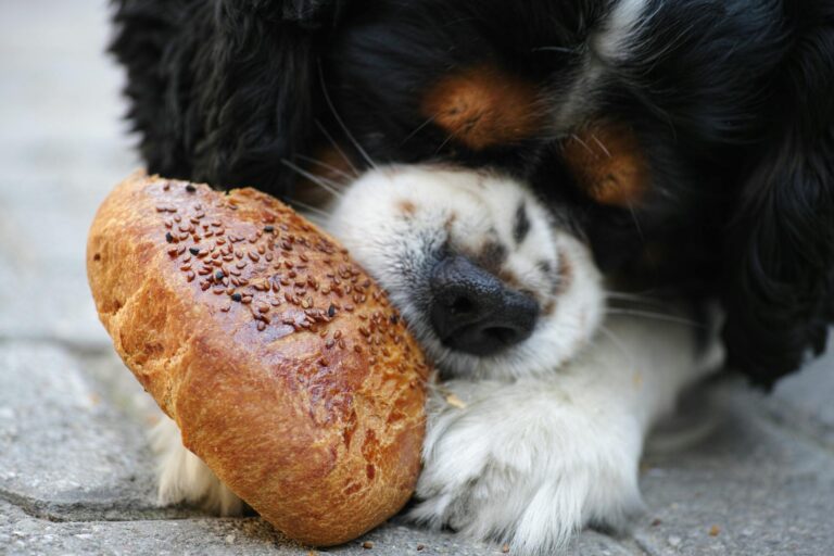 How Often Should You Feed Your Dog? Giant Study Reveals a Surprising Answer
