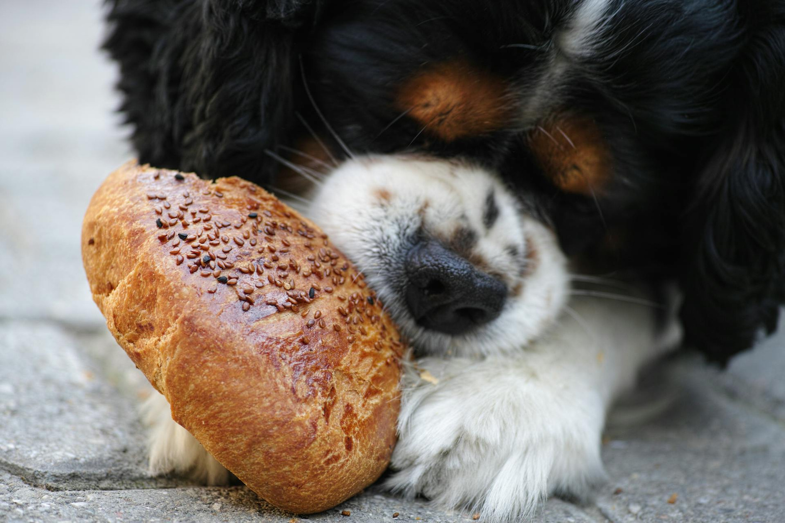 Feature image How Often Should You Feed Your Dog? Giant Study Reveals a Surprising Answer