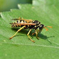 Did a Wasp Sting Me? Treatment Options, Allergic Reactions, and Prevention 1 Did a Wasp Sting Me? Treatment Options, Allergic Reactions, and Prevention