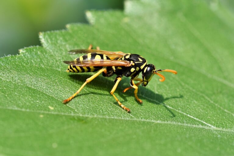 Did a Wasp Sting Me? Treatment Options, Allergic Reactions, and Prevention