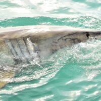 Tragic Shark Attack in Australia: Surfer Lance Appleby Missing and Feared Dead