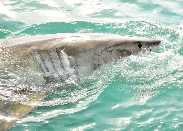 Tragic Shark Attack in Australia: Surfer Lance Appleby Missing and Feared Dead