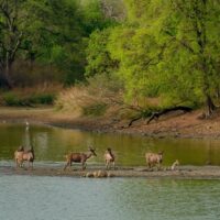 Tragic Elephant Attack Claims Lives of Tourists in Zambia