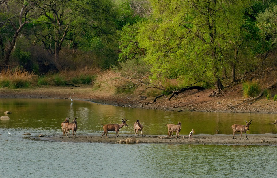 Feature image Tragic Elephant Attack Claims Lives of Tourists in Zambia