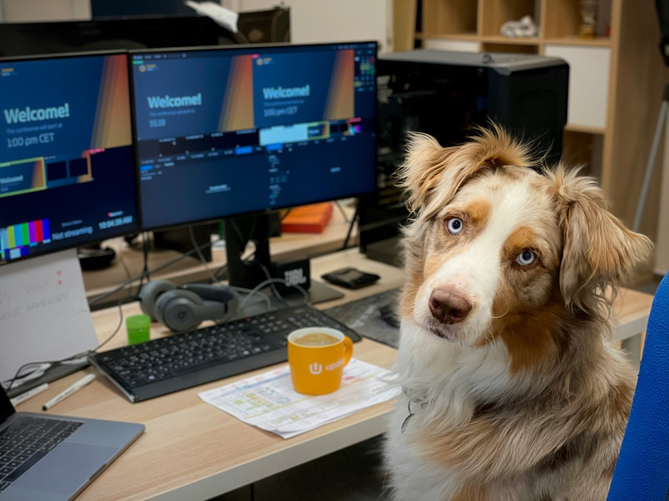 Feature image Aussie Shepherd Dog: A Complete Guide to the Energetic and Intelligent Companion