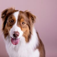 Dog Deworming Schedule: The Comprehensive Guide to Prevention and Treatment