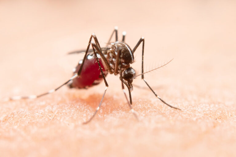 Chikungunya Virus China Outbreak 2025: Understanding the Mosquito-Borne Health Crisis