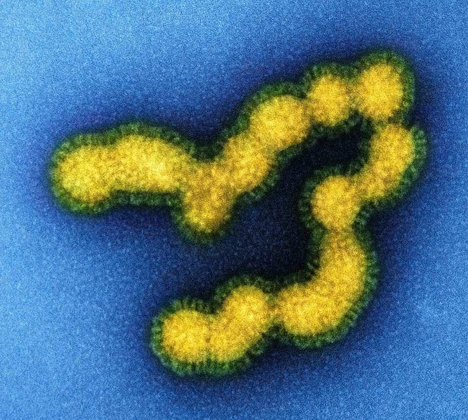 Feature image chikungunya virus
