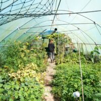 Grow a Garden Cooking Recipes: A Comprehensive Guide