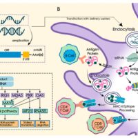 mRNA Vaccine: Trends, Truths, and Future Potential